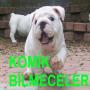 icon Bilmece