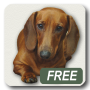 icon Dachshund song 