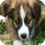 icon DogTrainingGuide