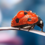 icon Ladybug Live Wallpaper