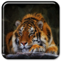 icon Tiger Live Wallpaper