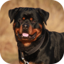 icon com.aio.rottweiler