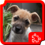 icon Puppies Puzzles