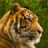 icon Tiger HD LWP 1.0