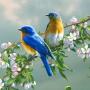 icon 70 Bird Sounds and Ringtones cho intex Cloud Scan FP