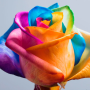 icon Rainbow Roses Live Wallpaper