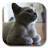 icon British Shorthair 1.4