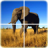 icon Animal Puzzle 1.1.3